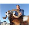 Image 1 : European Muflon Sheep Hunt in Croatia