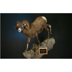 Life Size NA Sheep Mount with Base & Habitat