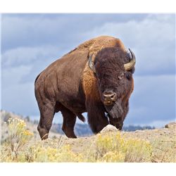 Alaska Copper River Bison Permit