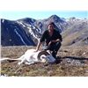 Image 1 : Dall Sheep Hunt in Alaska