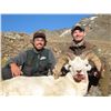 Image 2 : Dall Sheep Hunt in Alaska