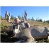 Image 2 : Combo Big Horn and Mule Deer Hunt in Alberta