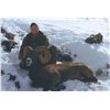 Image 3 : Combo Big Horn and Mule Deer Hunt in Alberta