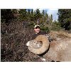 Image 4 : Combo Big Horn and Mule Deer Hunt in Alberta
