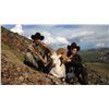 Image 2 : Stone Sheep Hunt in the Yukon