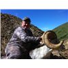Image 4 : Stone Sheep Hunt in the Yukon