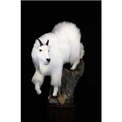 Reflections of the Wild Taxidermy Mount