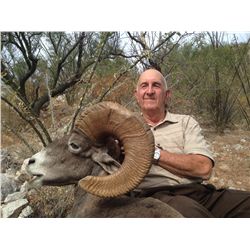Desert Bighorn Sheep Hunt in Mexico