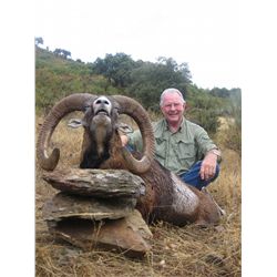 Trophy European Mouflon Hunt in Spain