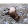 Image 5 : 7 Day Eastern Montana Archery Elk Hunt
