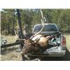 Image 6 : 7 Day Eastern Montana Archery Elk Hunt