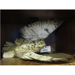 PROFESSIONAL TAXIDERMY BIRD MOUNT