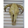Image 1 : Animal Skull