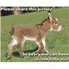 Image 1 : This item is being Sold Live on the Fly - You are bidding on the Item live on the camera!