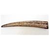 Image 1 : LARGE SCRIMSHAW TUSK REPLICA