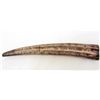 Image 1 : LARGE SCRIMSHAW TUSK REPLICA