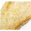 Image 2 : LOT OF 2 FOSSILIZED CORAL PIECES