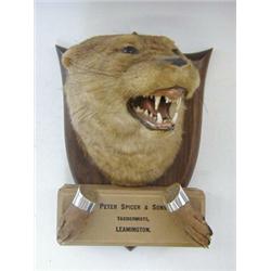 TAXIDERMY, a Spicer and Sons of Leamington mounted otter head, with accompanying leaflet 'Serlby
