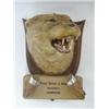 Image 1 : TAXIDERMY, a Spicer and Sons of Leamington mounted otter head, with accompanying leaflet 'Serlby