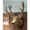 Image 1 : Mule deer mount, 6x6 non-typical