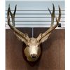 Image 2 : Mule deer mount, 6x6 non-typical