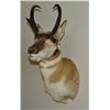 Image 1 : Antelope mount