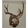 Image 1 : Mule deer mount