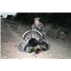 Image 2 : Gould’s Turkey Hunt - Mexifari Outfitters/Coues Country Outfitters