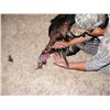 Image 3 : Gould’s Turkey Hunt - Mexifari Outfitters/Coues Country Outfitters