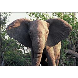 Zimbabwe Tuskless Elephant Hunt For Two