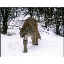 Arizona Mountain Lion Hunt - Double O Outfitters