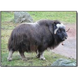 Arctic Muskox Hunt with Chuck Gruben’s Guiding & Outfitting