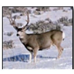 Trophy Deer Permit - Navajo Nation Department of Fish & Wildlife
