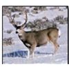 Image 1 : Trophy Deer Permit - Navajo Nation Department of Fish & Wildlife