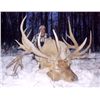 Image 2 : Silvertine Trophy Elk Hunt - Saskatchewan