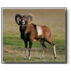 Trophy Red Deer or Fallow Deer or Mouflon Hunt - Hunt in Spain