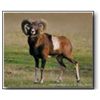 Image 1 : Trophy Red Deer or Fallow Deer or Mouflon Hunt - Hunt in Spain