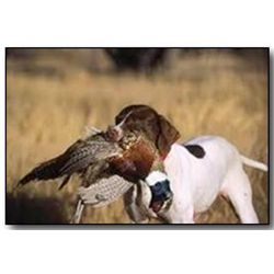 Arizona Pheasant & Chukar Shooting Preserve