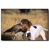 Image 1 : Arizona Pheasant & Chukar Shooting Preserve