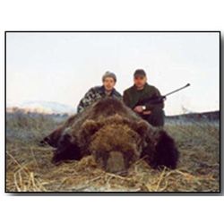 European Brown Bear - Hunt In Europe