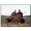 Image 1 : European Brown Bear - Hunt In Europe