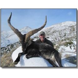 Spanish Species -Toquero Hunting Services - Spain