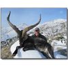 Image 1 : Spanish Species -Toquero Hunting Services - Spain