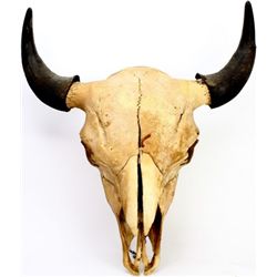 Large Montana buffalo skull