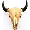 Image 1 : Large Montana buffalo skull