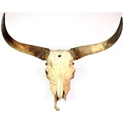 Large Ox skull from the lead Ox of the 1989