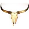 Image 1 : Large Ox skull from the lead Ox of the 1989