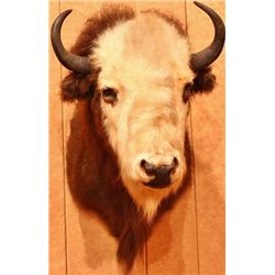 Beefalo neck mount, cross between buffalo