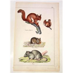 RARE C. 1860 RODENTS HAND COLORED LITHOGRAPH PRINT