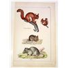 Image 1 : RARE C. 1860 RODENTS HAND COLORED LITHOGRAPH PRINT
